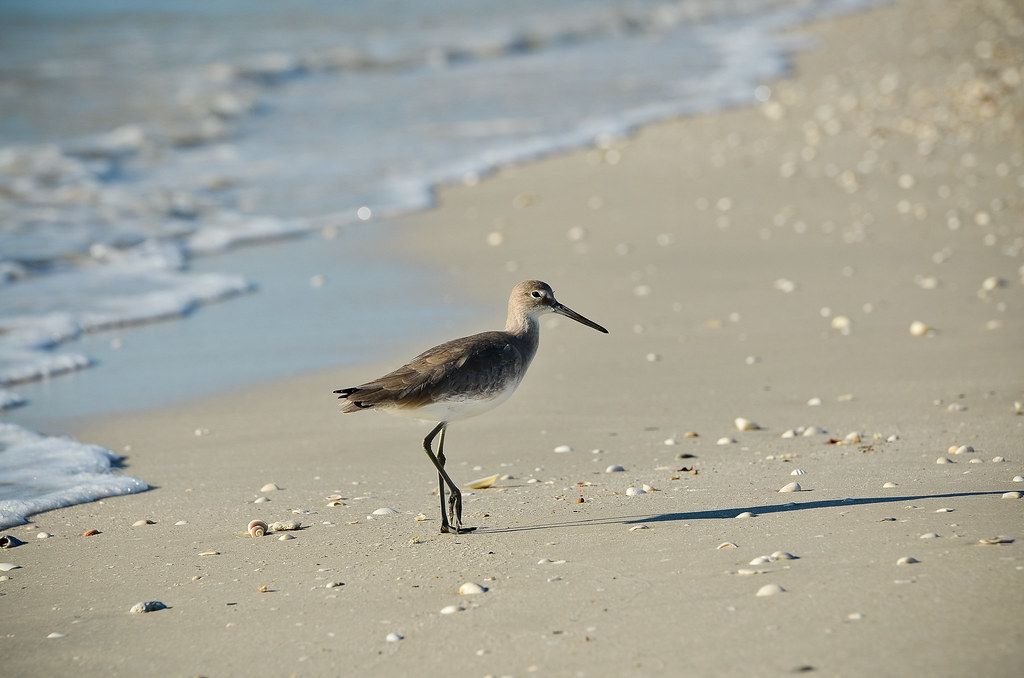 Barefoot Beach, FL