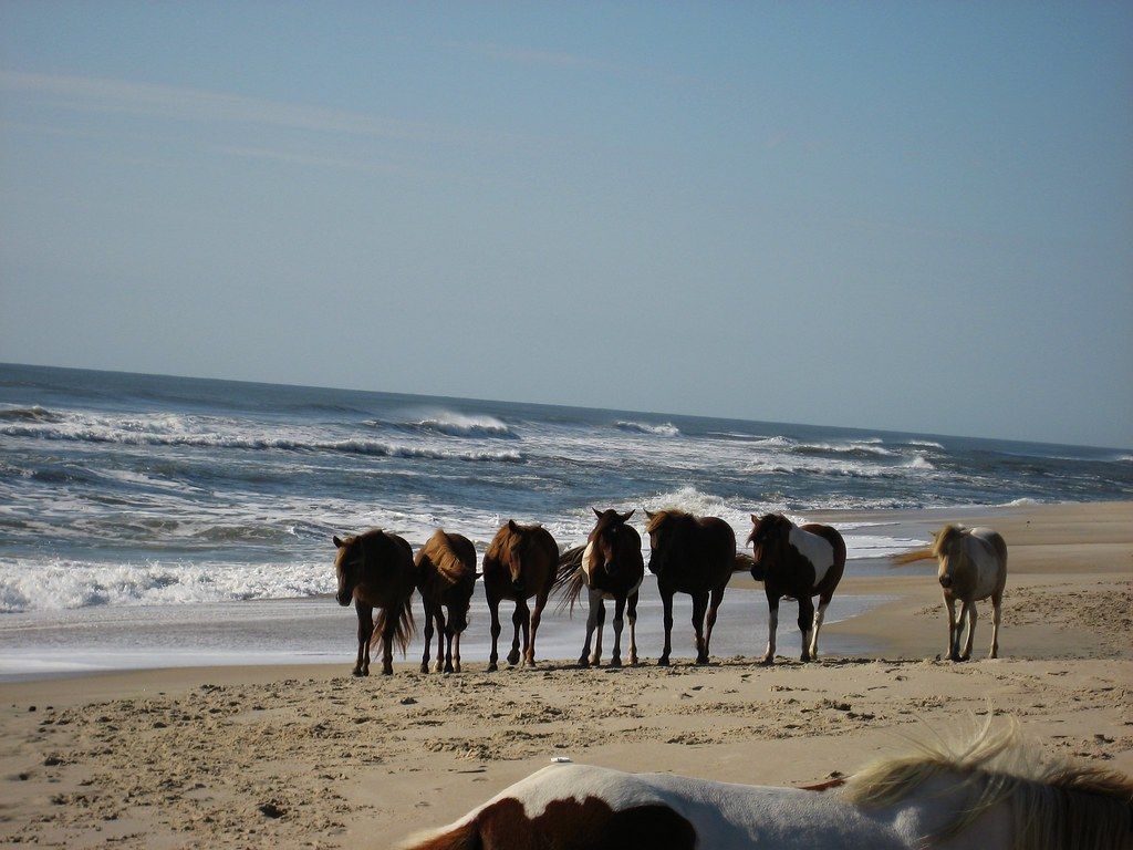 Assateague Island Beach, MD view 1