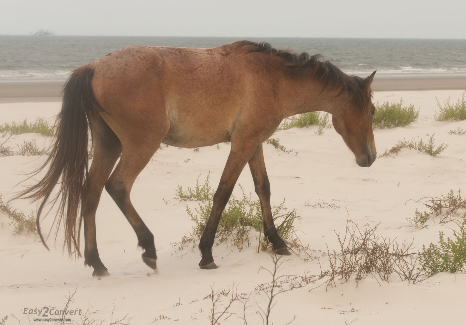 Cumberland Island Beach, GA view 2