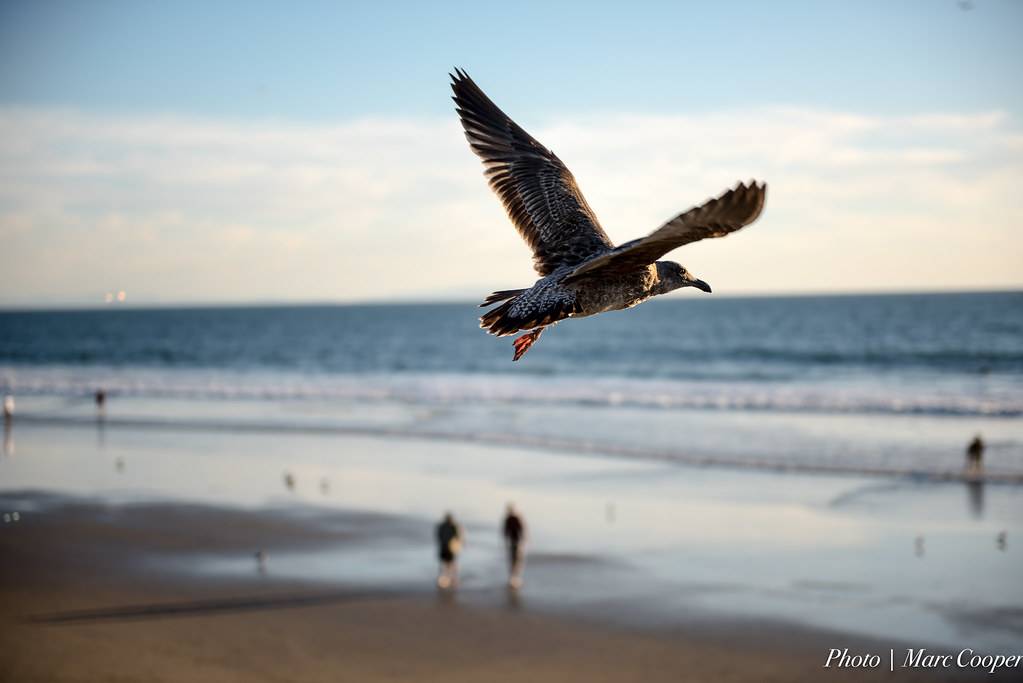 Venice Beach, CA view 2
