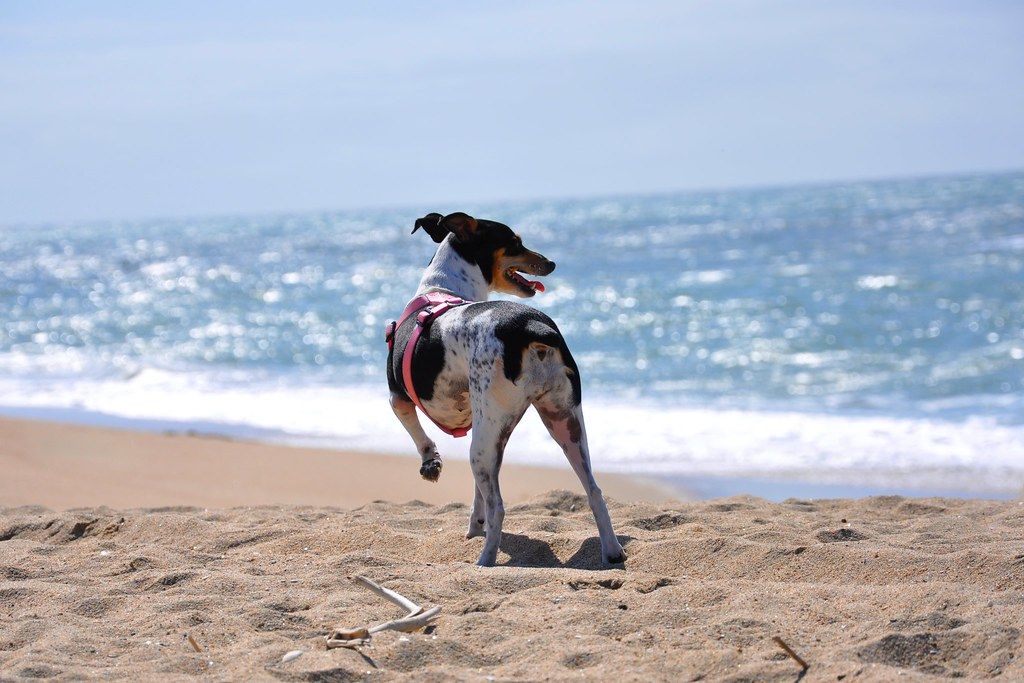 RAT Beach, CA
