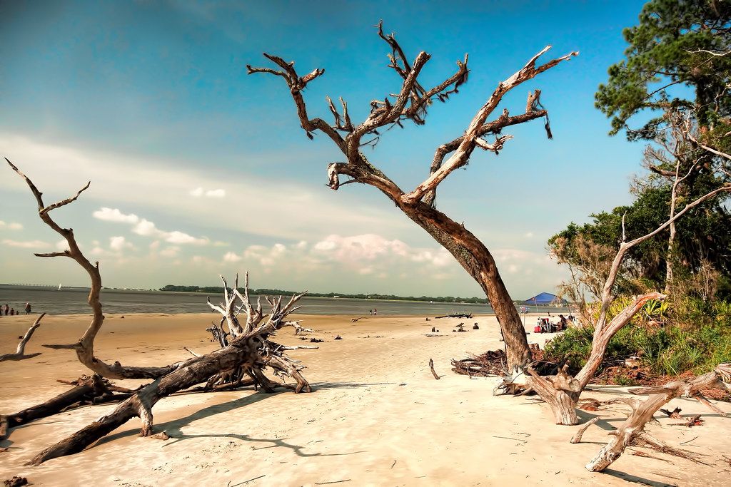Driftwood Beach, GA