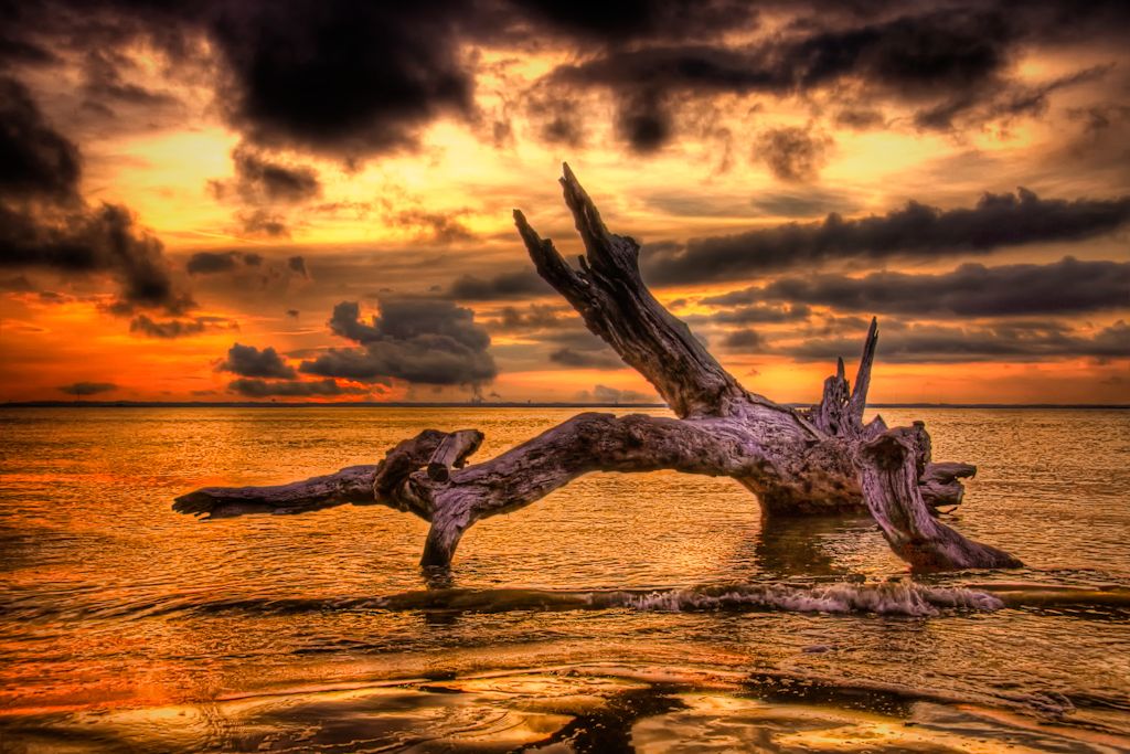 Driftwood Beach, GA view 1