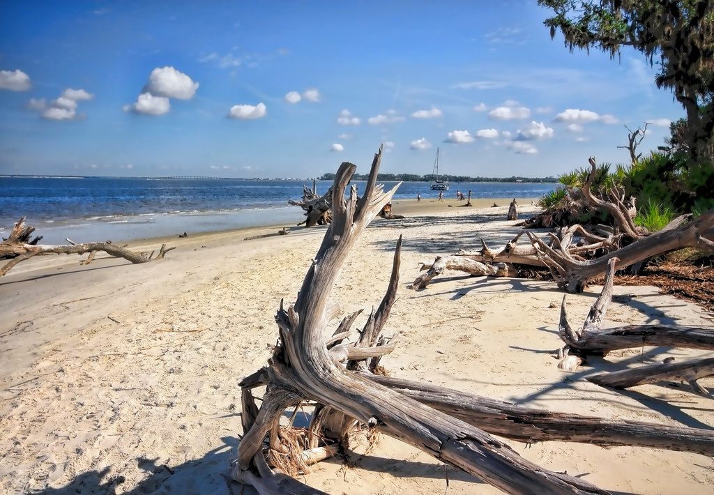 Driftwood Beach, GA view 2