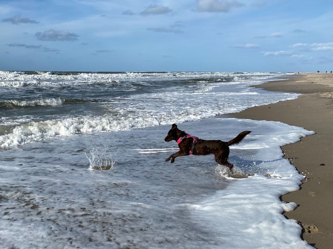Jupiter Off-Leash Dog Beach, FL view 1