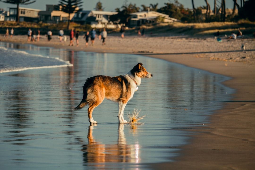 Jupiter Off-Leash Dog Beach, FL view 2