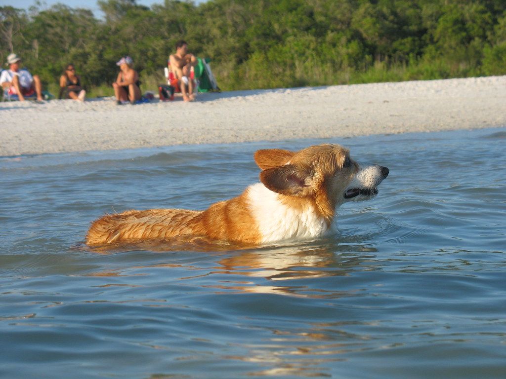 Bonita Beach Dog Park, FL