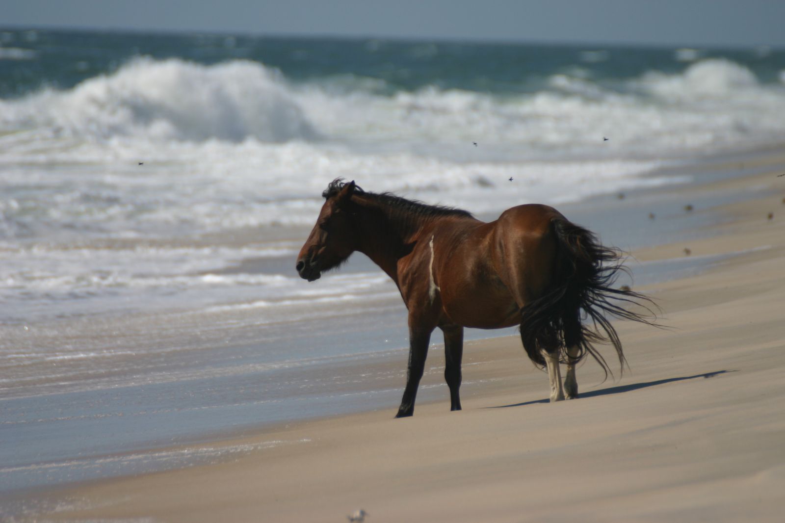 Corolla Beach, NC view 2