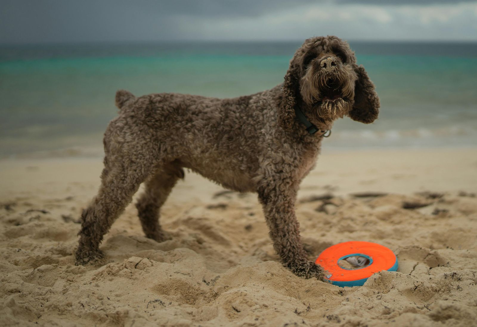 Poodle Beach, DE