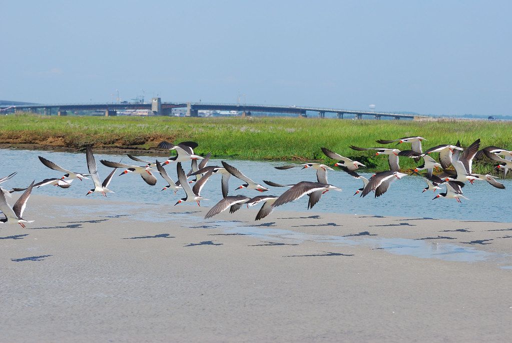 Stone Harbor Beach, NJ