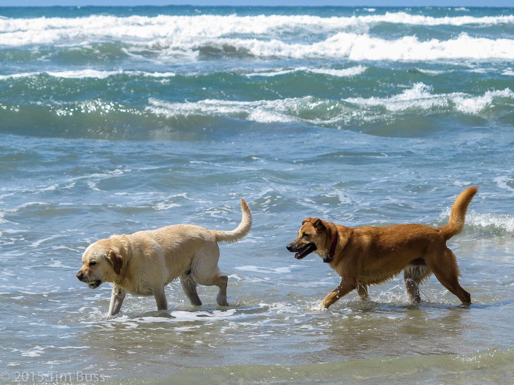 Longport Dog Beach, NJ