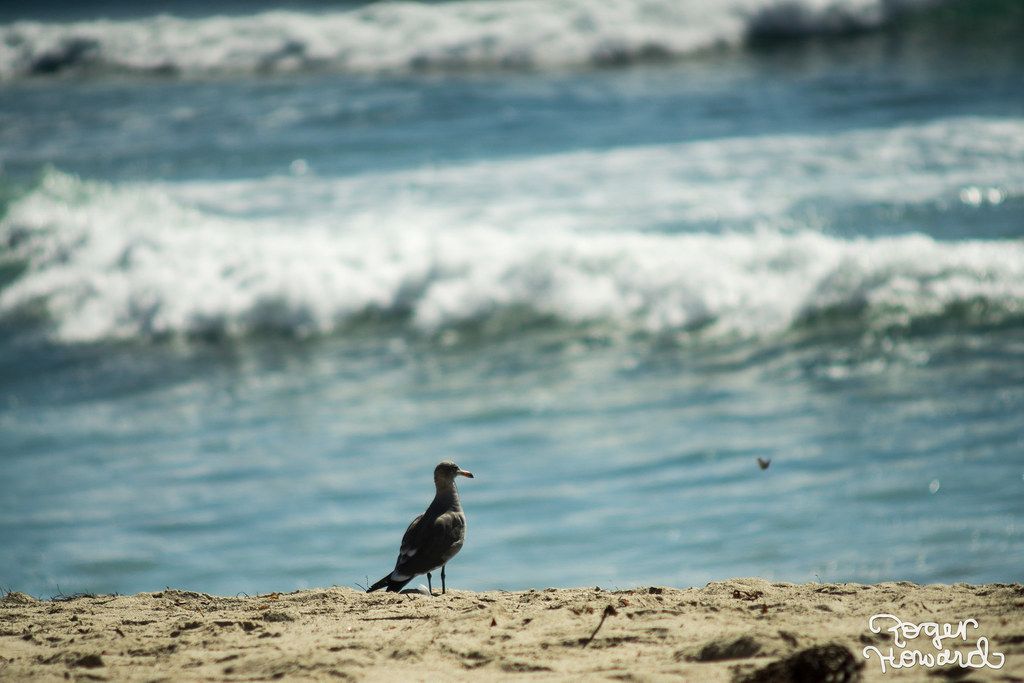 San Onofre Beach, CA