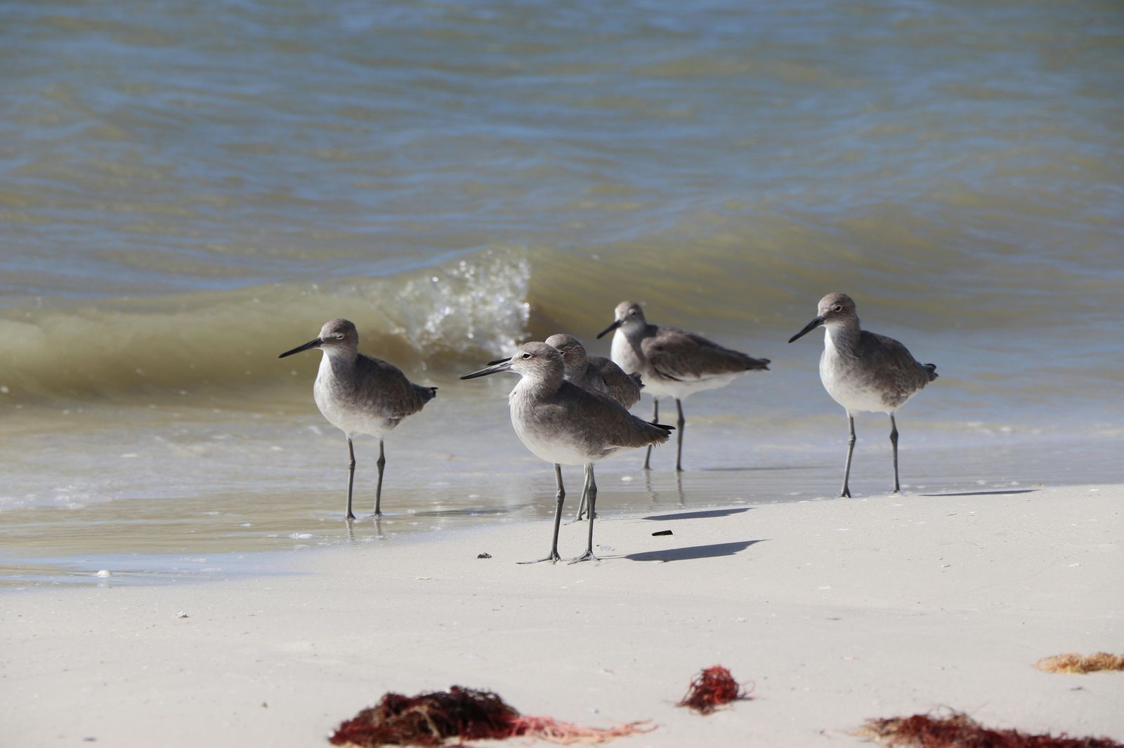 Sandpiper Beach, VA view 1