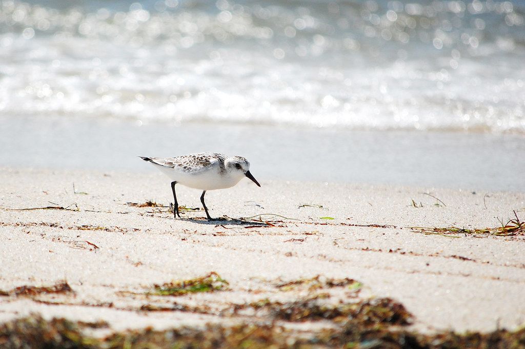 Sandpiper Beach, VA