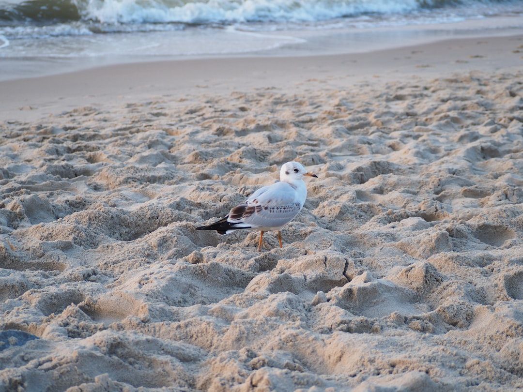 Chicken Bone Beach, NJ view 1
