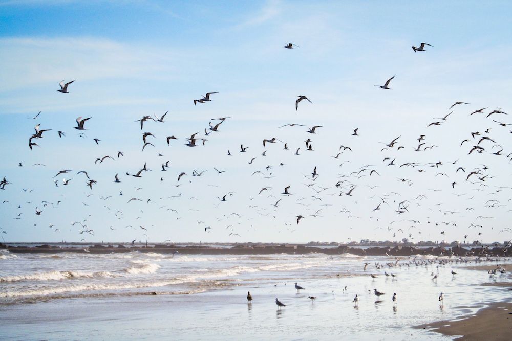 Padre Island National Seashore, TX view 1