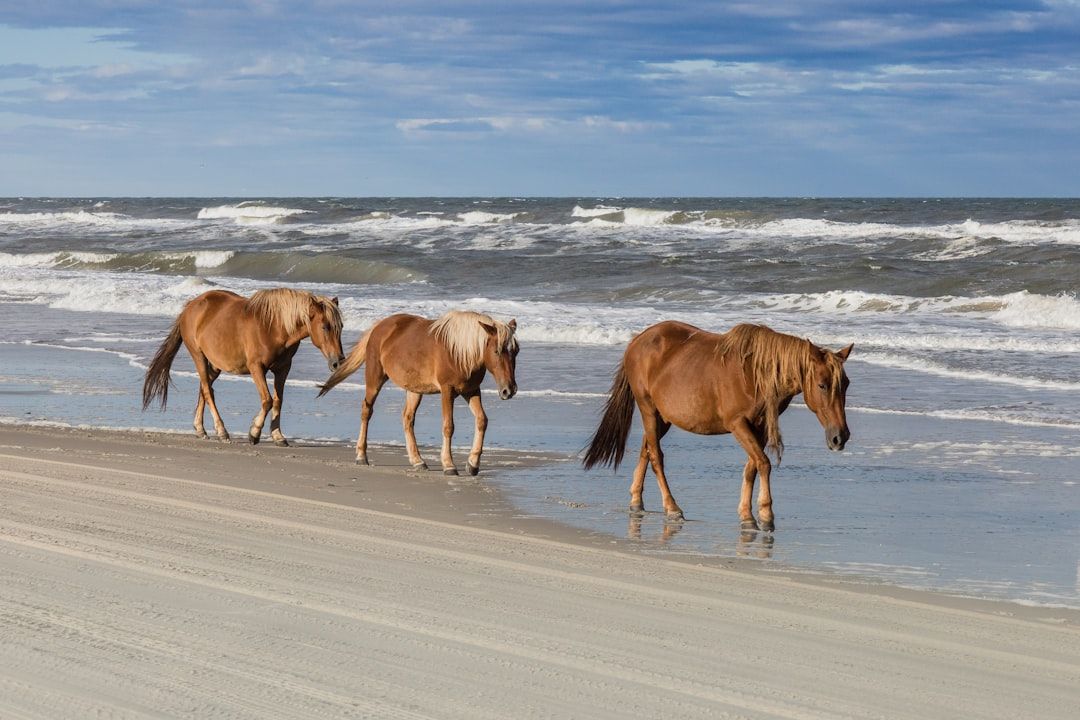 Mustang Island, TX view 1