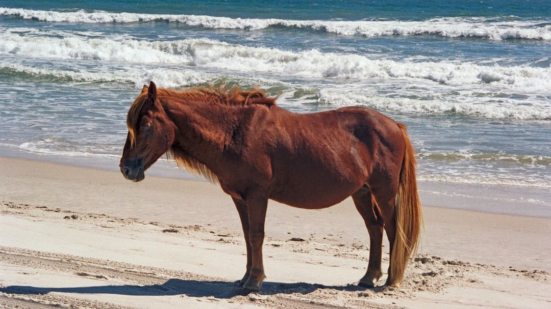 Mustang Island, TX view 2
